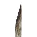 Striper Da Vinci, Pointe longue forme sabre, série 703, 0, 7,10