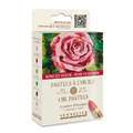 Coffret de pastel à l'huile Sennelier, 6 pastels rose en fleur