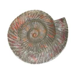 Beton gietmal, in slak ammoniet optiek: