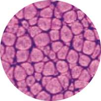 purperviolet parelmoerachtig