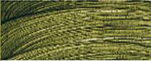 Vert olive - PG7/PY110/PR264