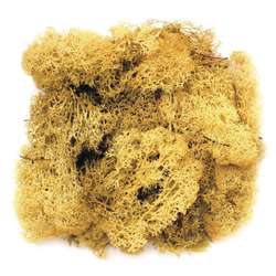 Mousse islandaise Glorex, 50 g, Jaune