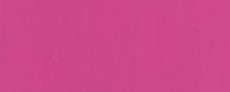 Cosmos pink
