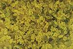 glassroxx© | Glasgranulaat ○ gekleurd — 100% recycled, papieren zakje 150 g, Banana yellow