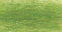 Moss green