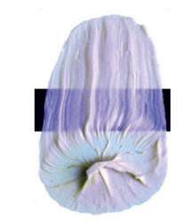 Interference violet