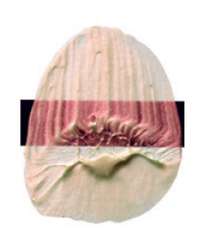 Rouge interférence - N/A