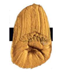 Or interférence foncé - N/A