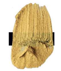 Or interférence clair - N/A