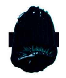 Turquoise phtalo - PB15:3, PG7