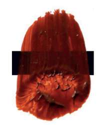 Transparent gold oxide