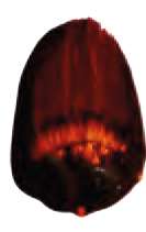 Orange doré - PO48, QScarlet, PBk7