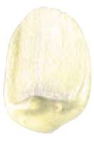 Or interférence -  N/A