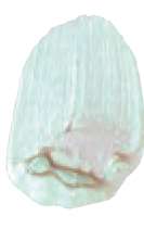 Turquoise interférence - N/A