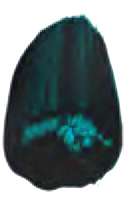 Turquoise phtalo - PB15:3, PG7