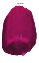 Quinacridone violet