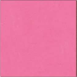 Dianthus pink