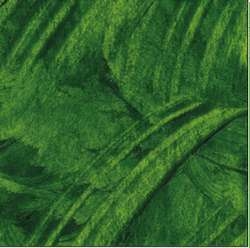 Sap green