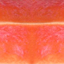 Corail vivant