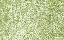 Vert jaune irisé