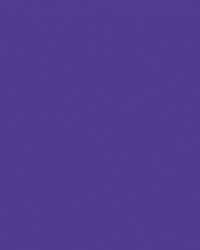Violet foncé