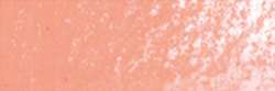 Rose coquillage