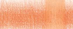 Carrot 0440